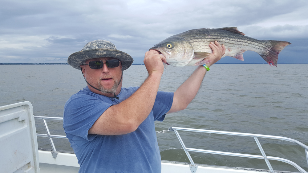 upper bay striper