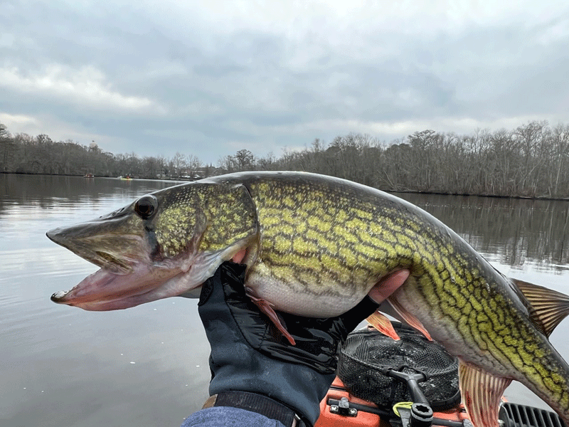 pickerel in the tributaries