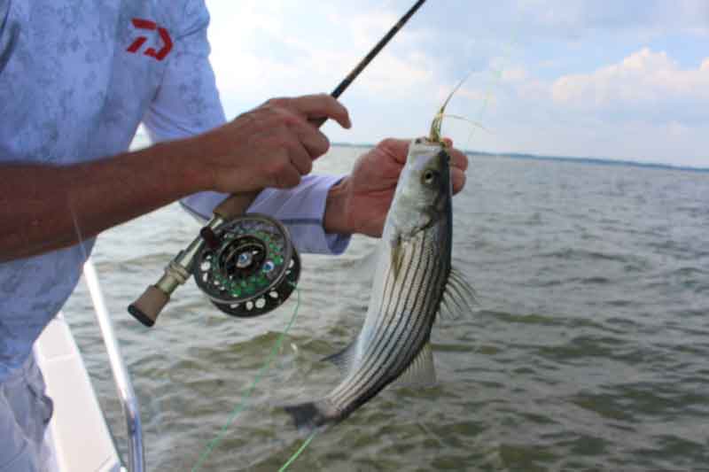 fly fishing for striped bass