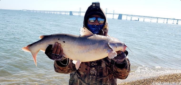 upper bay catfish