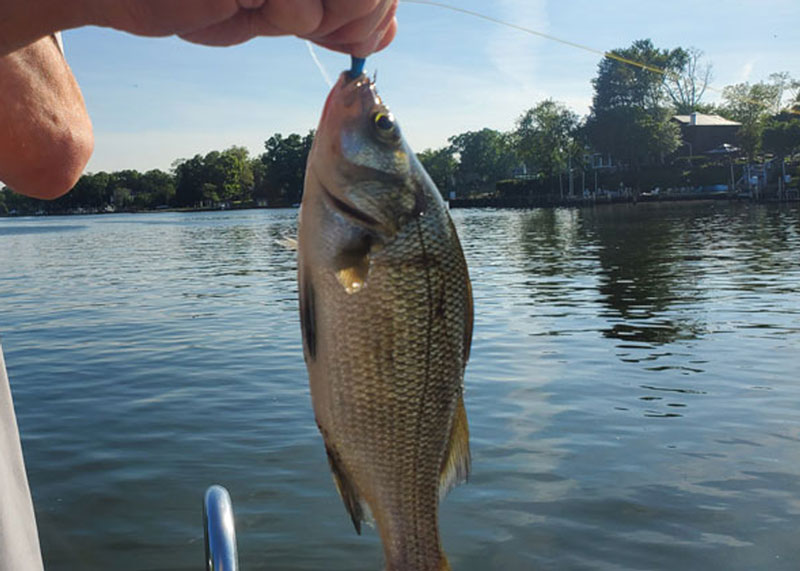 magothy river fishing