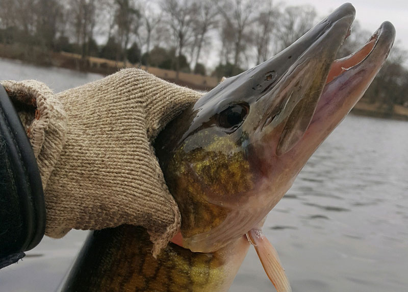 pickerel in the rivers of the Chesapeake