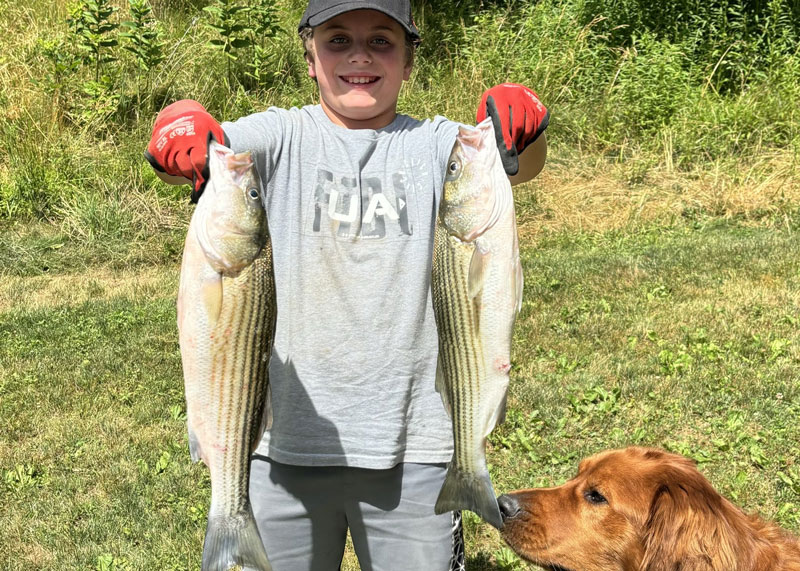 angler with striped bass caught eeling