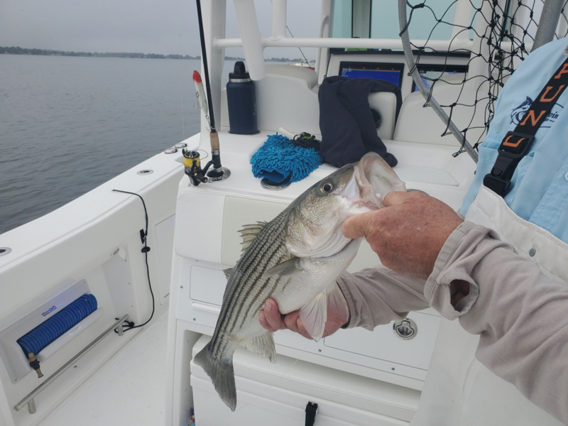 FISHING W/ BLOODWORMS!!! Chasing the STRIPED BASS Migration