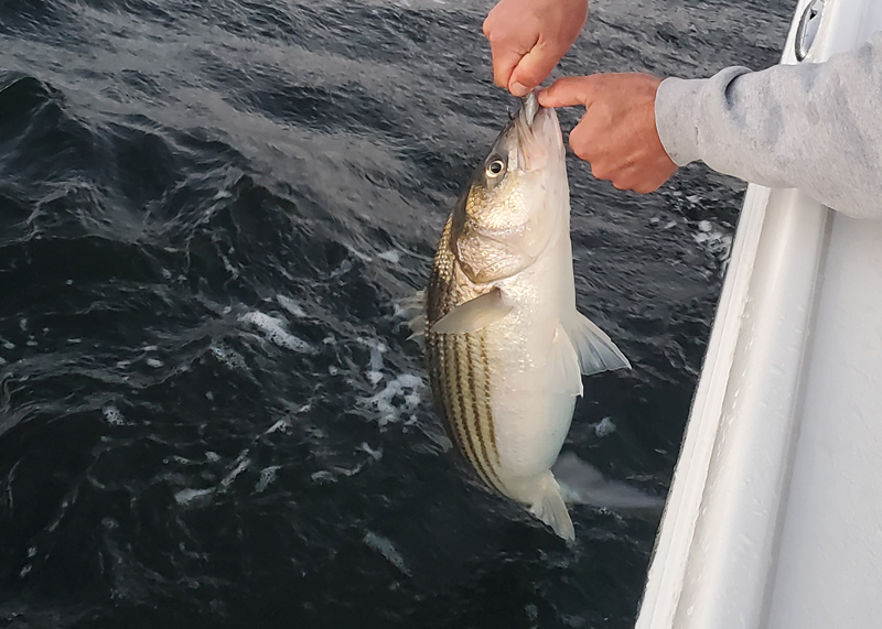 rockfish in the water