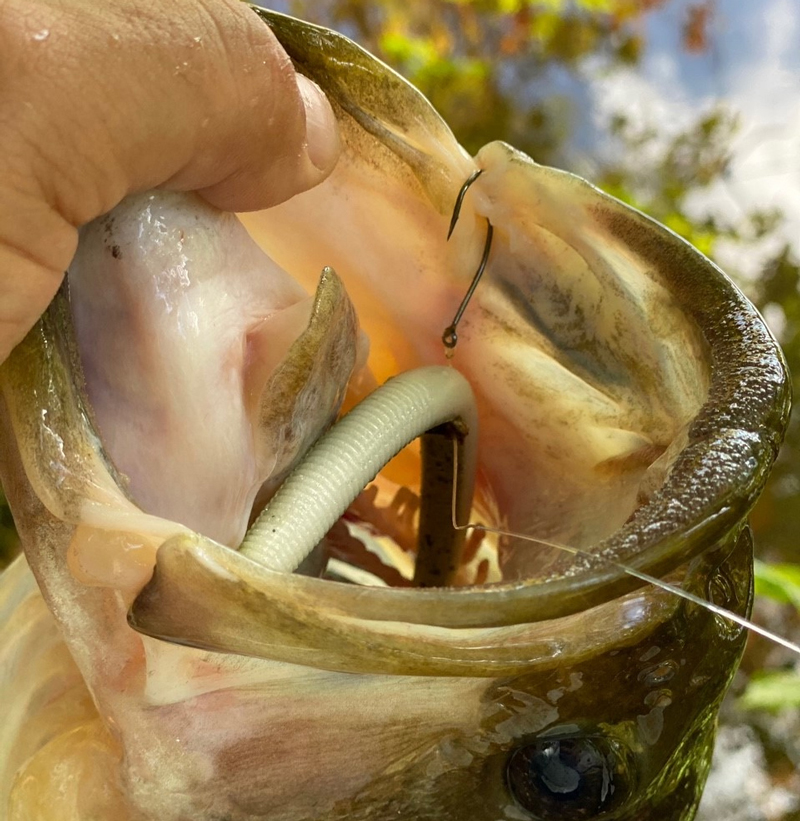 A Worm Caught Fish Hanging On A Fishing Line. Stock Photo, Picture