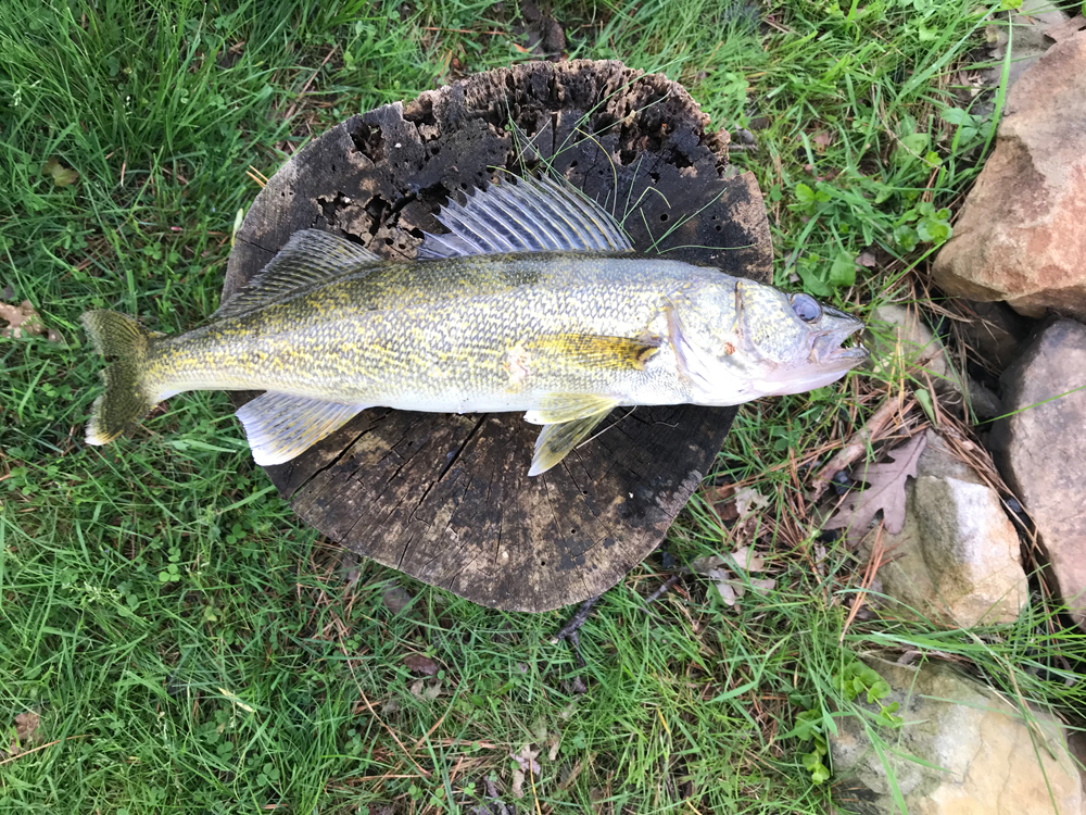 walleye fish