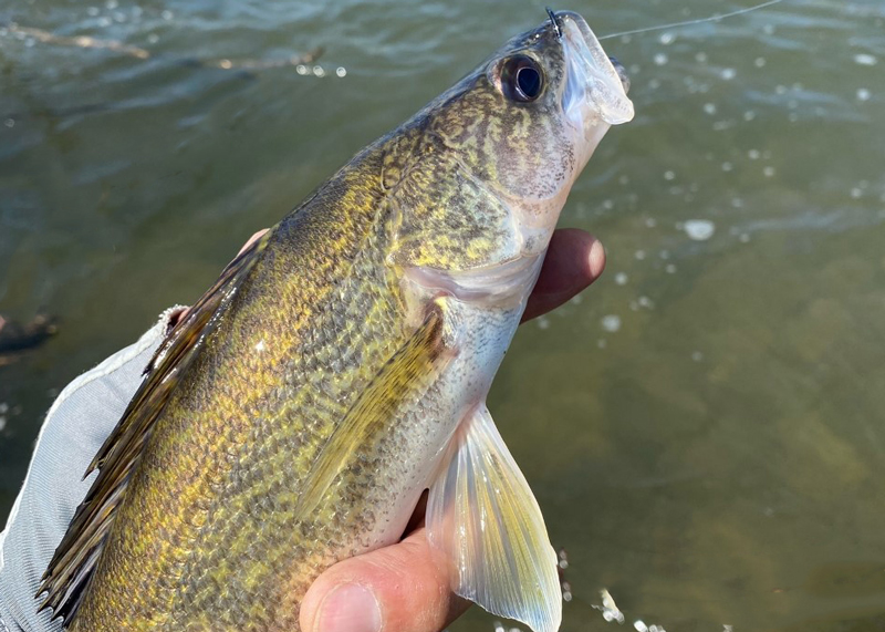 walleye in the river