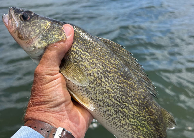 river fishing for walleye