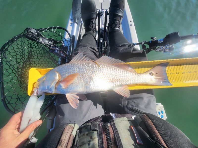 red drum kayak fishing chesapeake bay