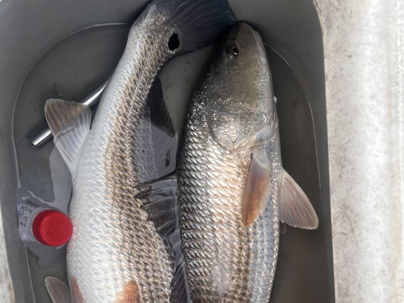 red drum chesapeake bay fishing