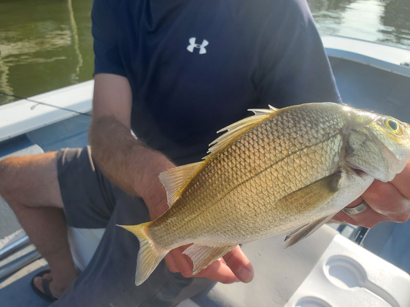 big white perch