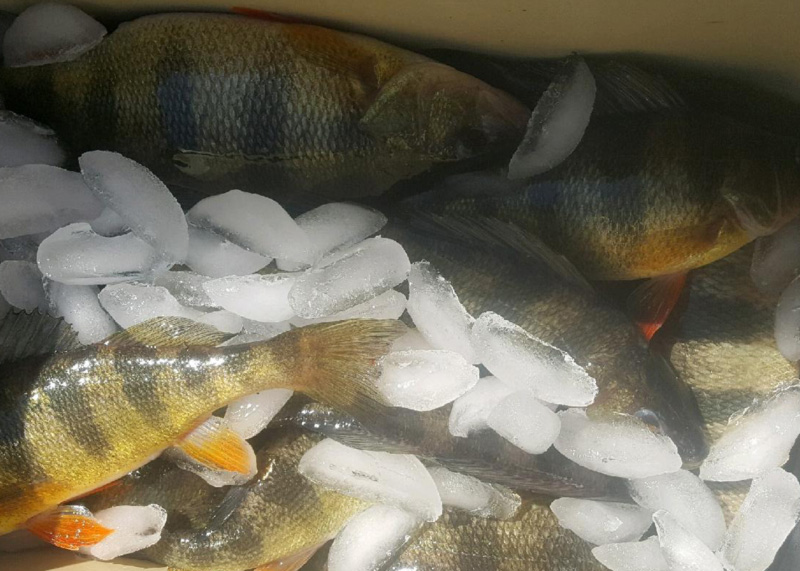 yellow perch on ice