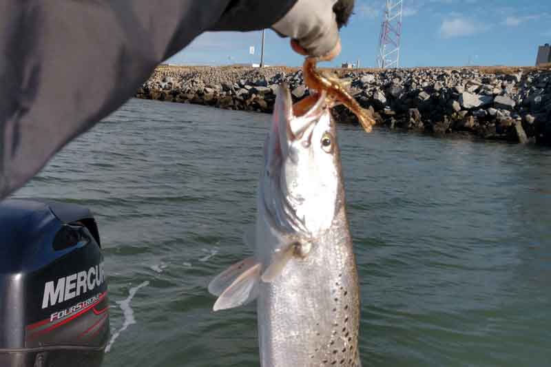 speckled trout caught at the cbbt
