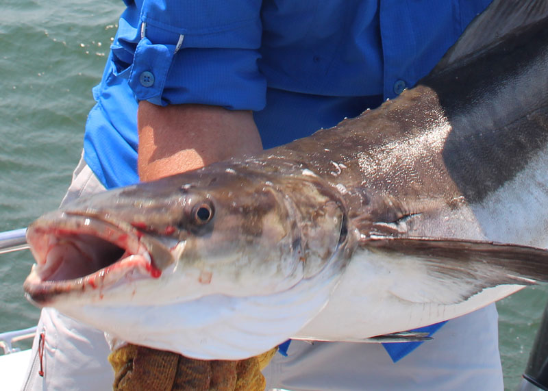 cobia out of season