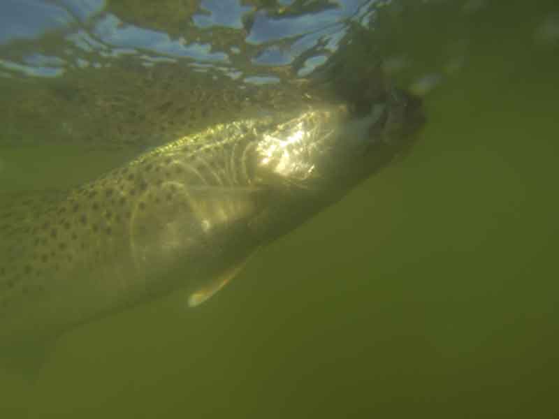 speckled sea trout underwater