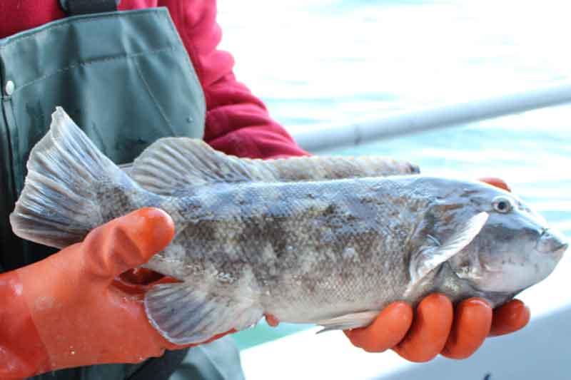 holding a tautog