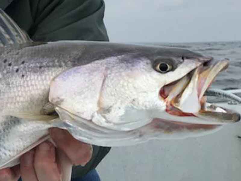 speckled trout in hand