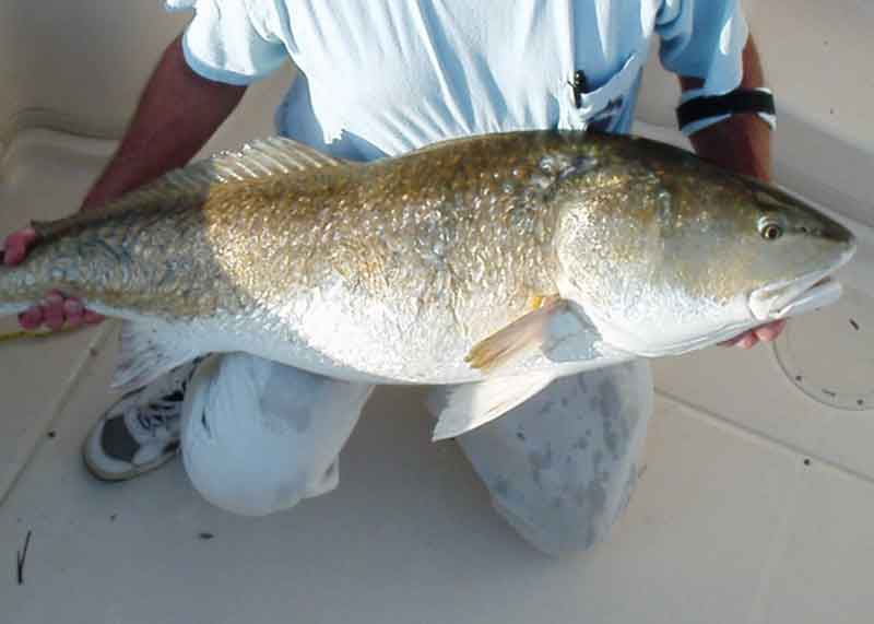 red drum caught by a fisherman