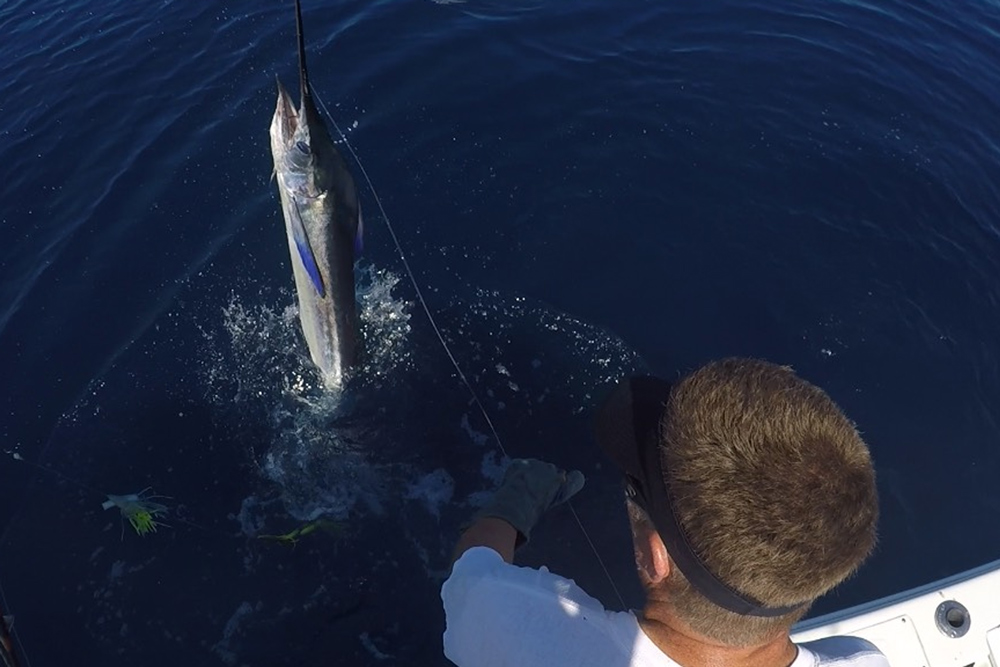 white marlin fishing