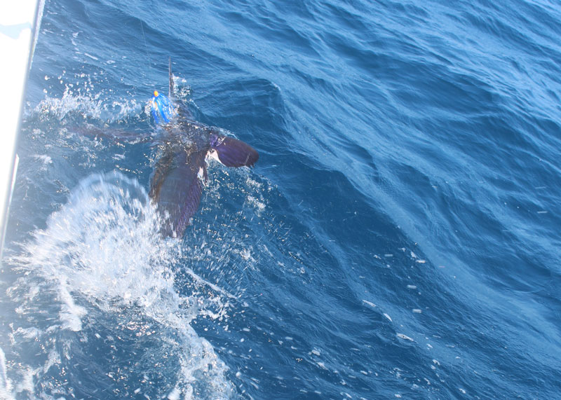 white marlin in the water