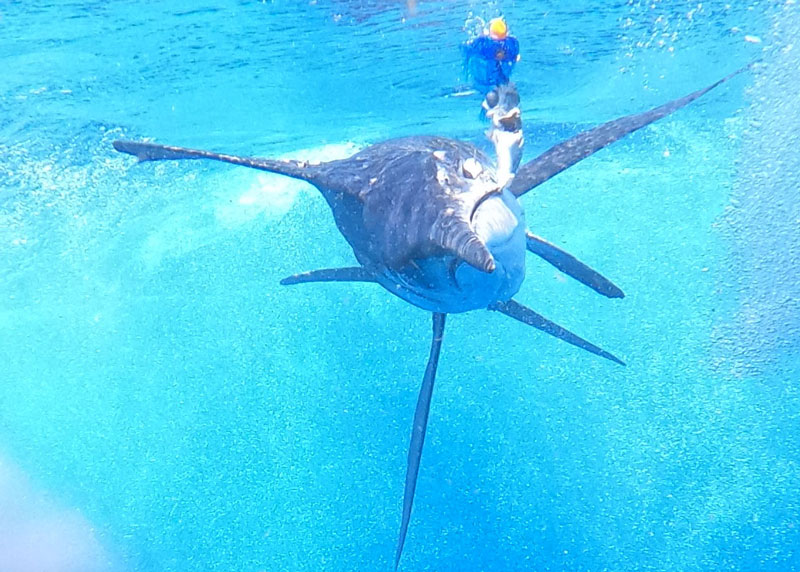 white marlin underwater