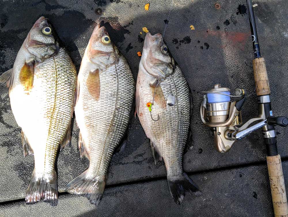 white perch caught in chesapeake bay