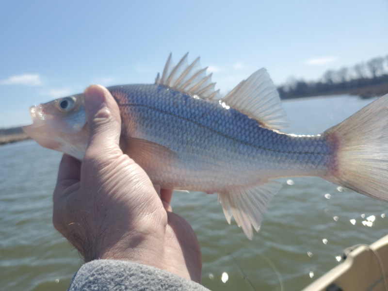 white perch are biting