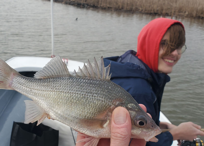 fishing for white perch in the chesapeake tributaries