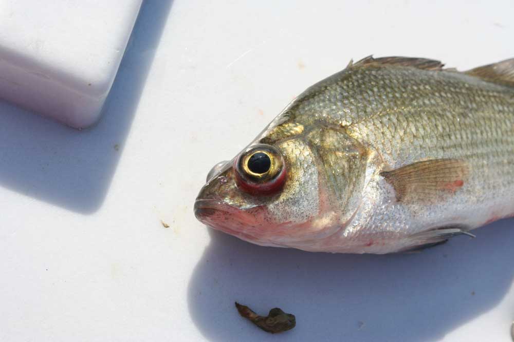 white perch fishing