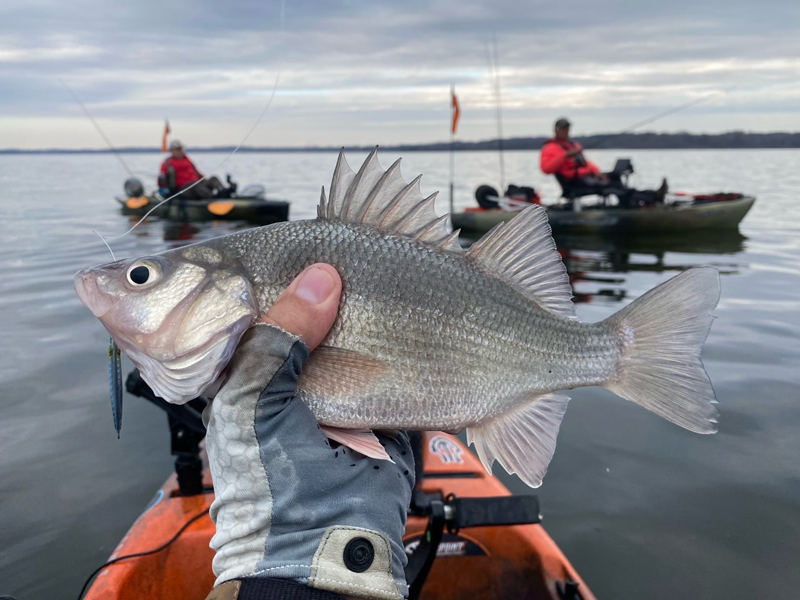 Fish in OC Thing•A•Ma JIG - White