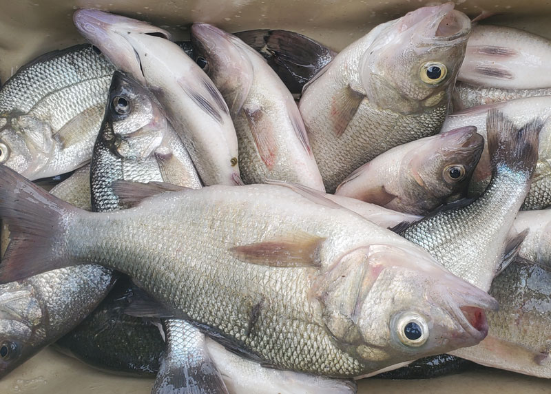 lots of white perch