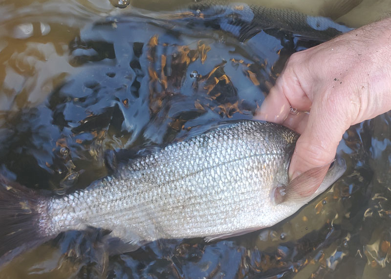 white perch in livewell