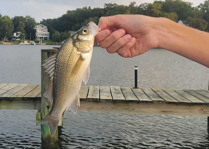 white perch on the docks