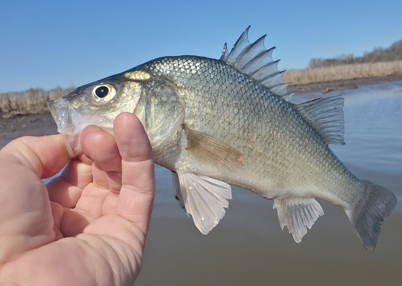 fishing for white perch