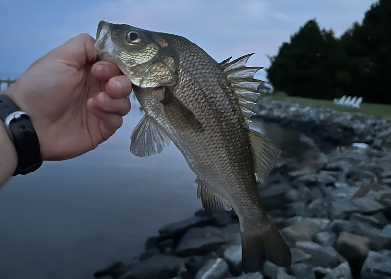 white perch for crabbing bait