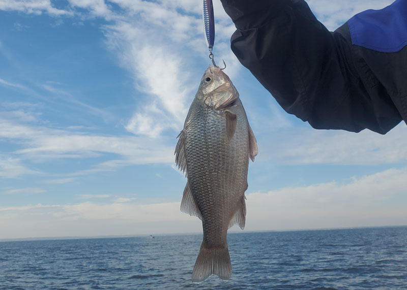 white perch caught jigging a spoon