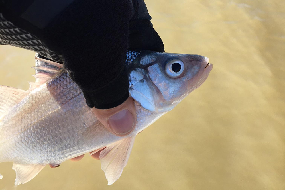 catching white perch