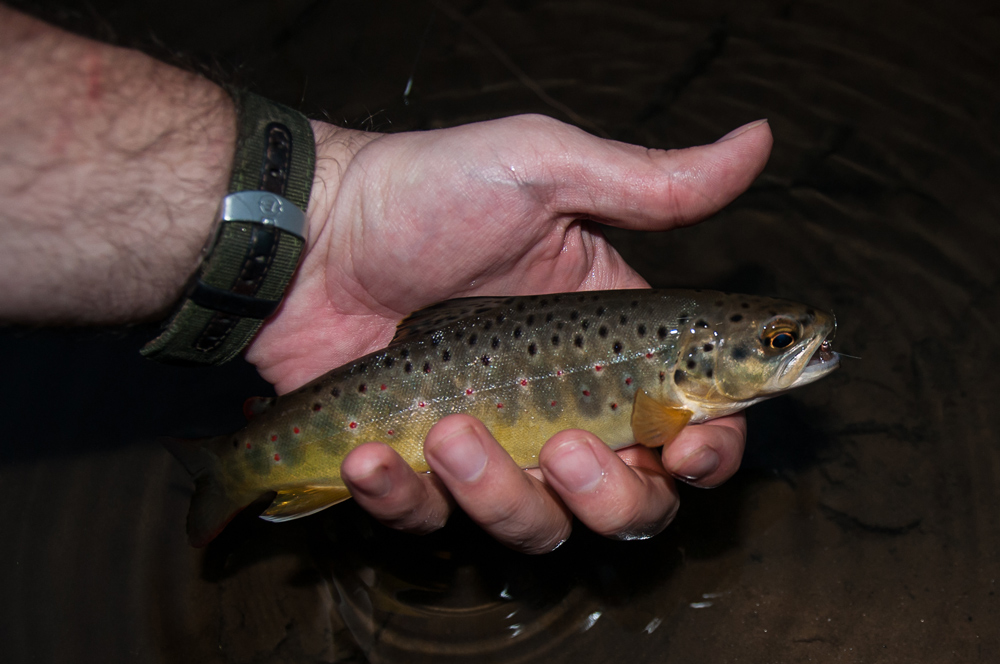 brook trout caught fly fishing