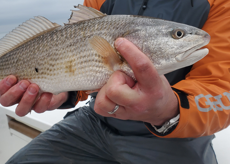 redfish caught in winter