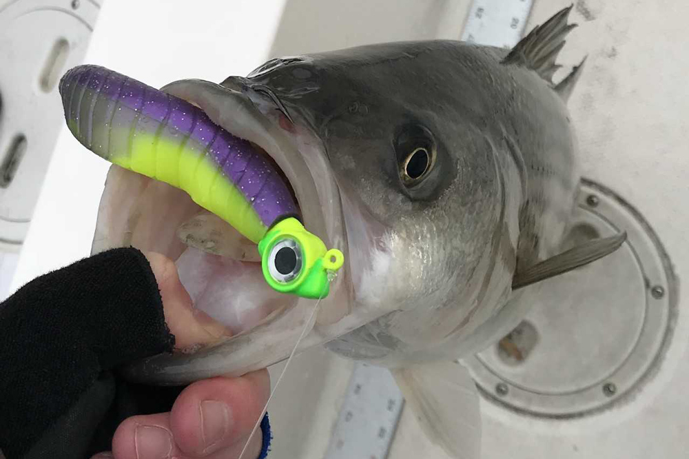 striped bass caught during winter