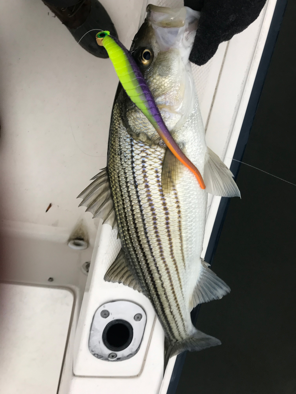 STRIPED BASS Season Opens - TOPWATER STRIPERS - Popping STRIPER