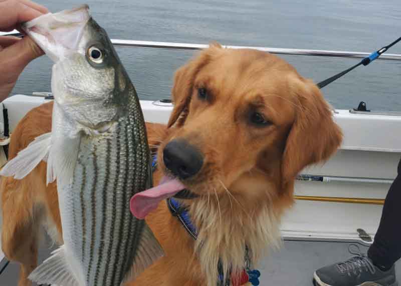 dog licking fish