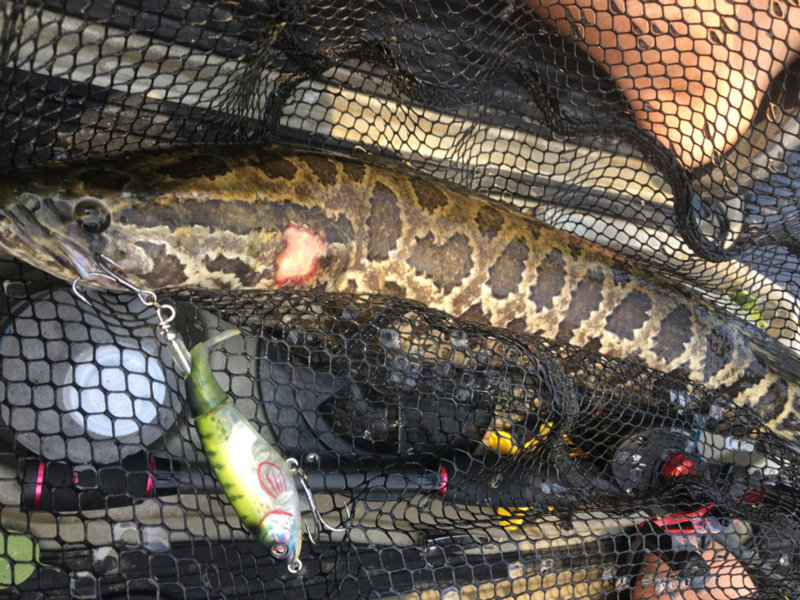 snakehead fishing up north