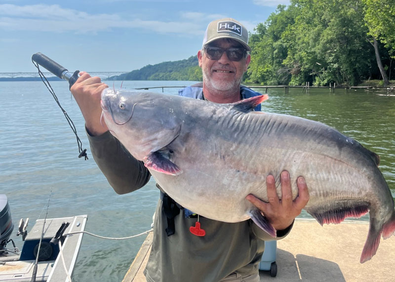monster blue catfish caught in northern chesapeake bay