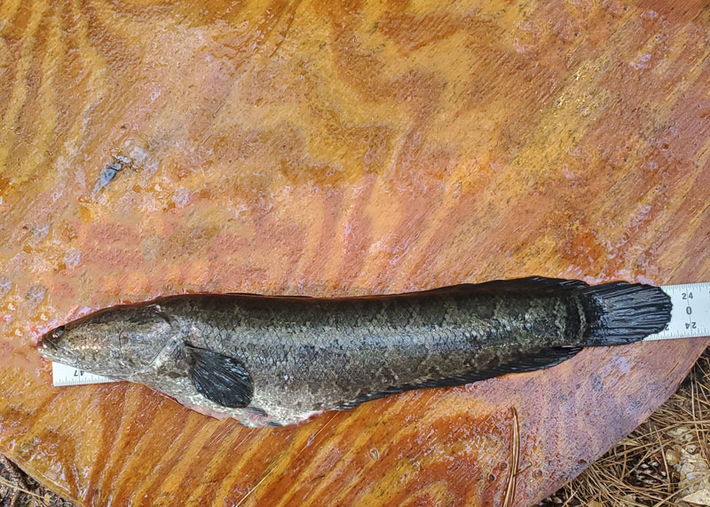 snakehead being cleaned