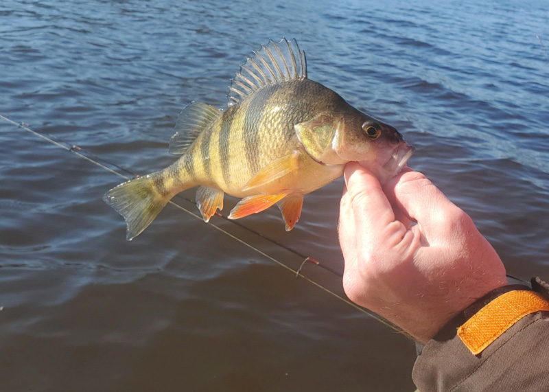fishing for perch north on the chesapeake