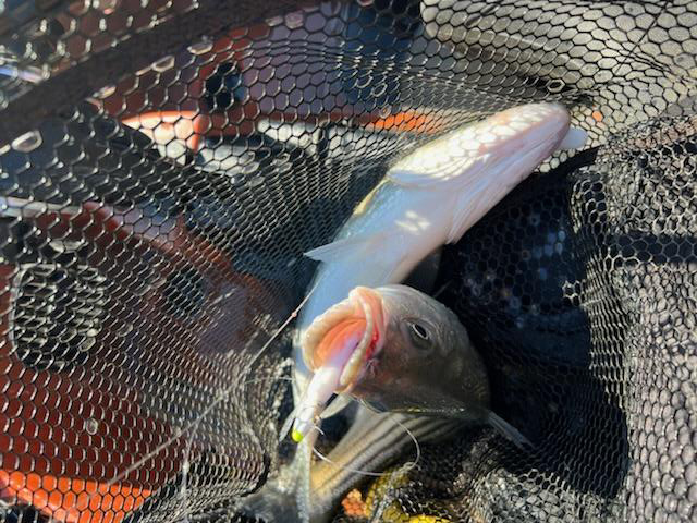 rockfish in net