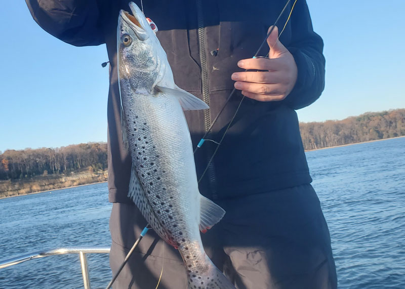 winter speckled trout