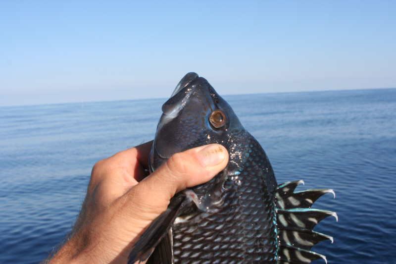 sea bass on the ocean